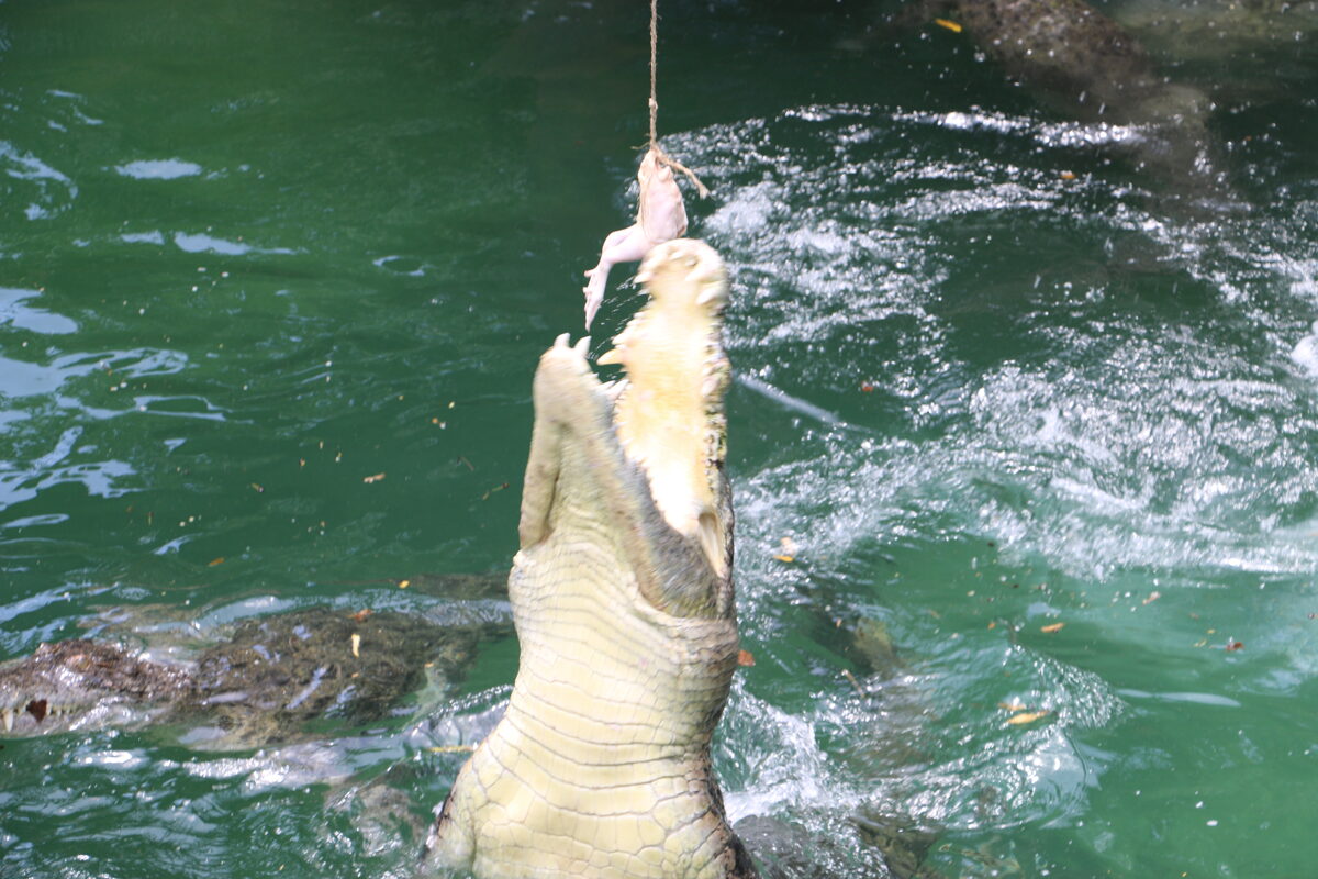 Jungle Hopper Legend At Bali Safari And Marine Park Gianyar Bali