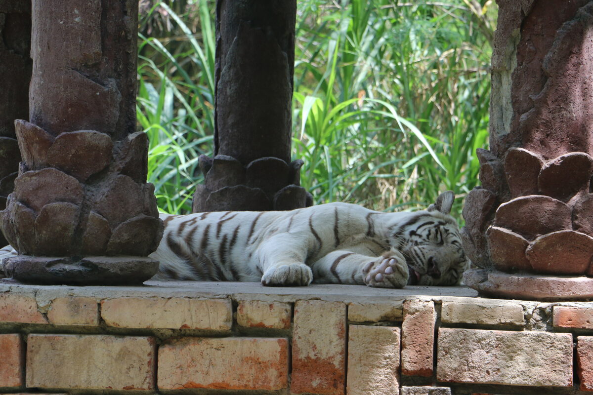 Rhino Safari Package, at Bali Safari and Marine Park Gianyar Bali