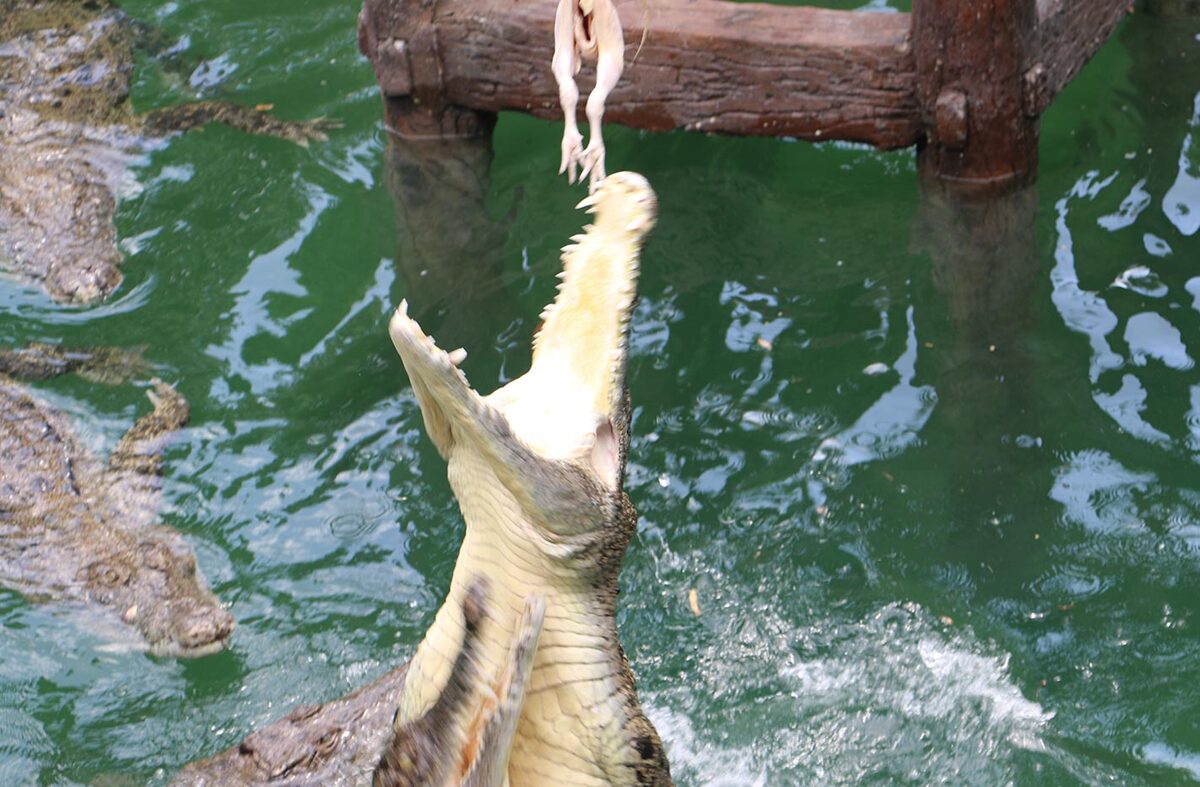 Jungle Hopper Legend At Bali Safari And Marine Park Gianyar Bali