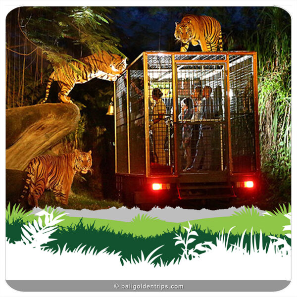 Night Safari Package at Bali Safari and Marine Park Gianyar - Bali