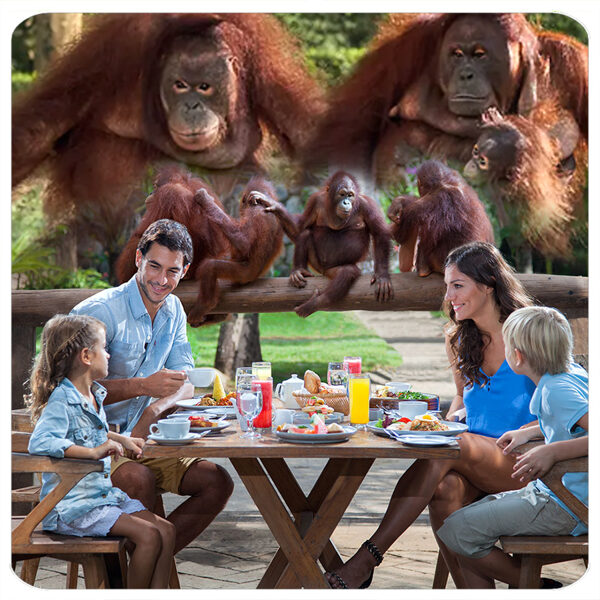 Bali Zoo: Breakfast with the Orangutans