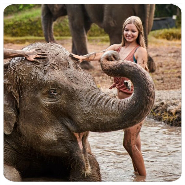 Elephant Care Experience with Mud Bath