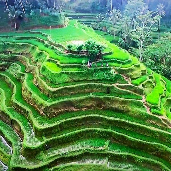 Jati Luwih Rice Terraces