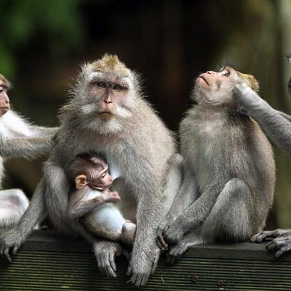 Ubud Sancuary Monkey Forest