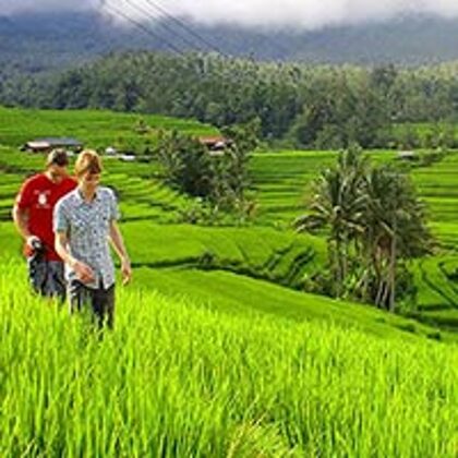 Jati Luwih Rice View