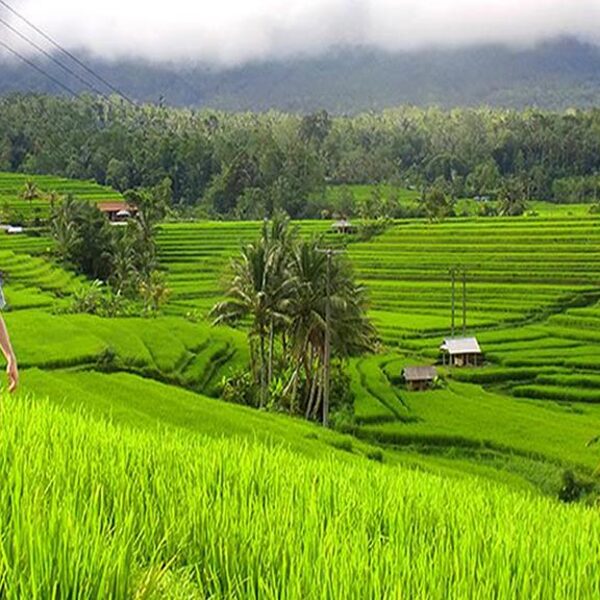Jati Luwih Rice Terraces