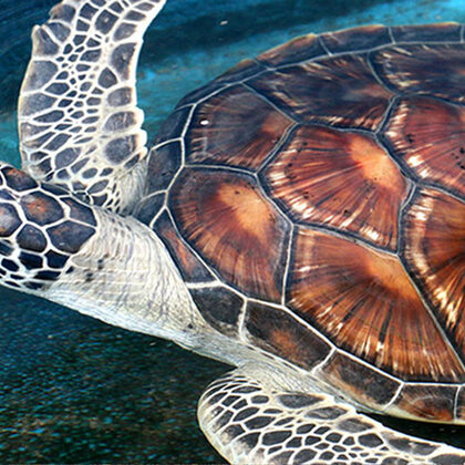 Turtle conservation island