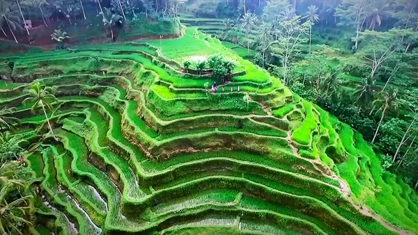 Jati Luwih Rice Terraces