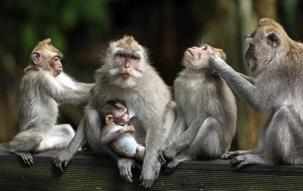 Ubud Sancuary Monkey Forest