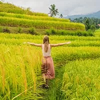 Jati Luwih Rice View