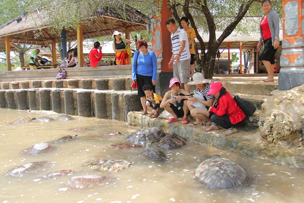 Turtle Cons. Island
