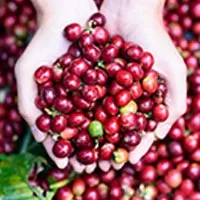 Coffee Tour