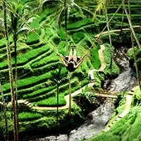 Swing at Rice Field View