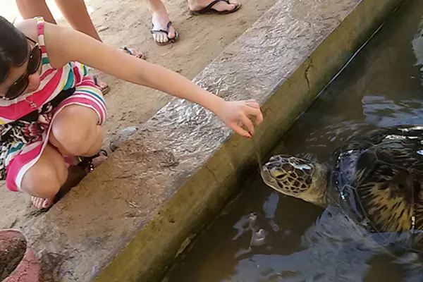 Turtle Conservation Island
