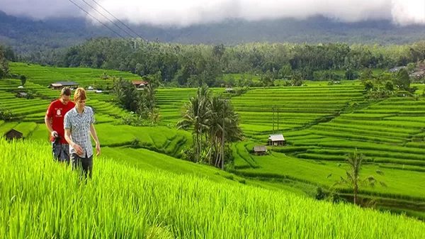 Jati Luwih Rice Terraces