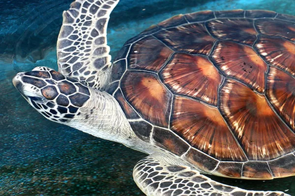Turtle conservation island