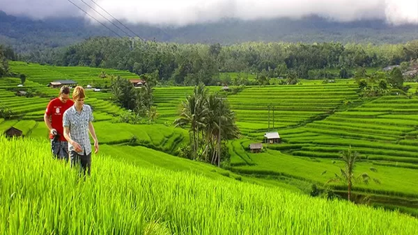 Jati Luwih Rice Terraces